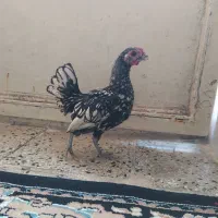 جوجه خروس لری و مینیاتوری