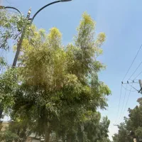 زمین مسکونی قمصر