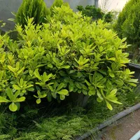 فروش گل‌های بیرونی ب صورت عمده وتکی