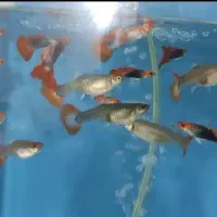 گوپی ، آنجل ، کالر ، زبرا ، لجنخوار|ماهی|قزوین, |دیوار