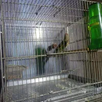 سهره نر دوساله