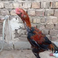 مرغ و خروس لاری|حیوانات مزرعه|قم, جمکران|دیوار