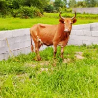 گاو با گوساله نر / آرام و خوش خوراک
