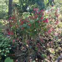 یاس شرابی و پالم زمینی ۴ متروتویا آمریکایی ۲ ساله|گل و گیاه طبیعی|رودسر, |دیوار