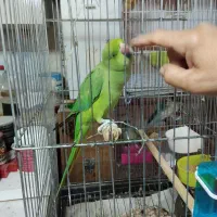 طوطی ملنگوبا قفس