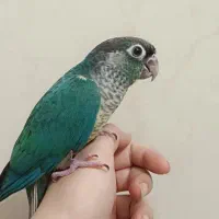 گرینچیک تراکویس وآناناسی دبل رد