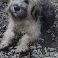 واگذاری توله سگ شینزو|سگ|صومعه‌سرا, |دیوار