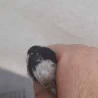 سهره|پرنده|اراک, |دیوار