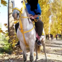 اسب عرب یه سر