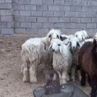 بره نر|حیوانات مزرعه|بردسیر, |دیوار