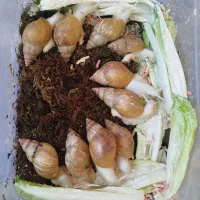 حلزون آچاتینا مولد|خزنده|تبریز, |دیوار