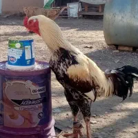 خروس لاری صابونی