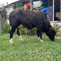 دو گاو شکم دار لوکس ودرجه یک برای خانه دار یا کاسب|حیوانات مزرعه|گوراب زرمیخ, |دیوار