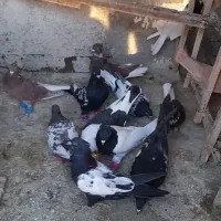 کفتر پرشی