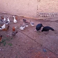 غاز محل بوقلمون و مرغ تخمگذار