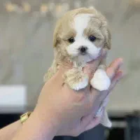 پودل کراس عروسکی سایز جیبی