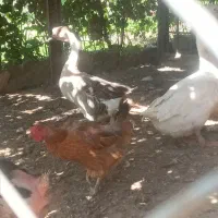 بوقلمون، مرغ، قو غاز ،مرغ شاخدار|حیوانات مزرعه|پیشوا, |دیوار