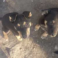 ژرمن شپرد ورک لاین