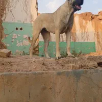 فروش سگ سرابی