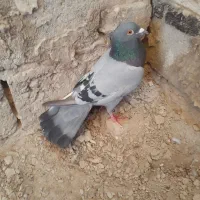 کبوتر