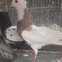 کفتر رنگی|پرنده|قم, جمکران|دیوار