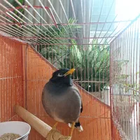 مرغ مینا
