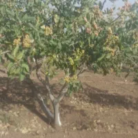 پایان خشکی وکم باری درختان