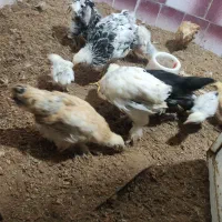 جوجه برهما|حیوانات مزرعه|مرند, |دیوار