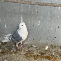 کبوتر پلاکی