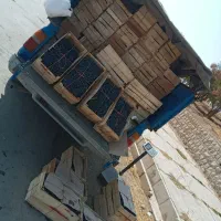 انگور دیم سردشت