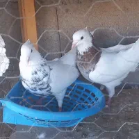 کبوتر کفتر گتوند|پرنده|اهواز, بعثت|دیوار