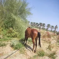 اسب عرب|اسب و تجهیزات اسب‌سواری|میناب, |دیوار