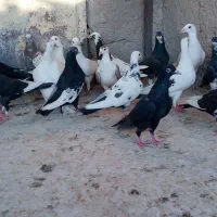 کفتر|پرنده|شیراز, دارالرحمه|دیوار