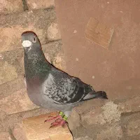 پرنده یاکبوتر|پرنده|تربت‌حیدریه, ده پائین|دیوار