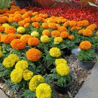 جعفری گل درشت