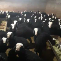 تعداد 100راس شیشک میش های اصیل شال بره دار