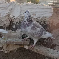 کفترپرشی|پرنده|شریفآباد, |دیوار