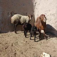 میش بره دار|حیوانات مزرعه|نیشابور, مازول|دیوار