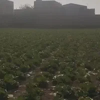 ۷۰۰۰ متر کاهو سالادی|گل و گیاه طبیعی|جوادآباد, |دیوار