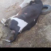 گاو گوساله افتاده نقد در محل ۲۴ساعته