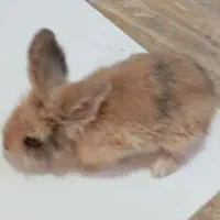 خرگوش
