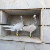 هفت‌رنگ|پرنده|الوند, |دیوار