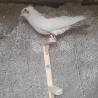 کفتر