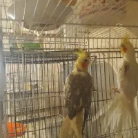 عروس هلندی باسه عددجوجه|پرنده|سبزوار, قصبه شرقی|دیوار