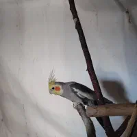 مرغ عروس هلندی|پرنده|کاشان, کارگر|دیوار