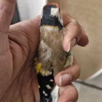 سهره چهارگل خط نما تکسیر قفس حلقه پلمپ|پرنده|شیراز, شهرک مهدیه|دیوار