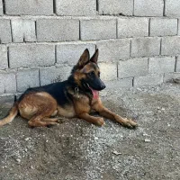 سگ ژرمن ورک|سگ|بندرعباس, |دیوار