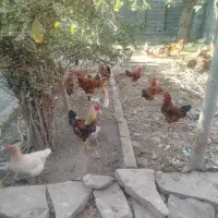 خروس|حیوانات مزرعه|مشهد, جاهد شهر|دیوار