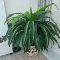 درختچه تزئینی