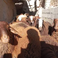 بره نر چاق کشتاری